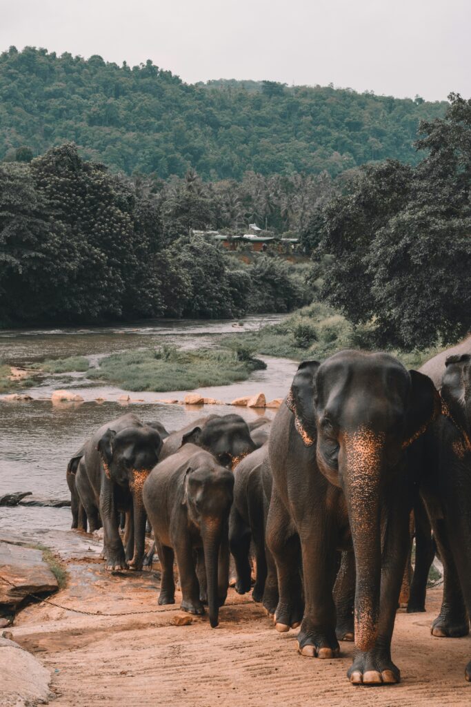 Wildlife and the Open Road